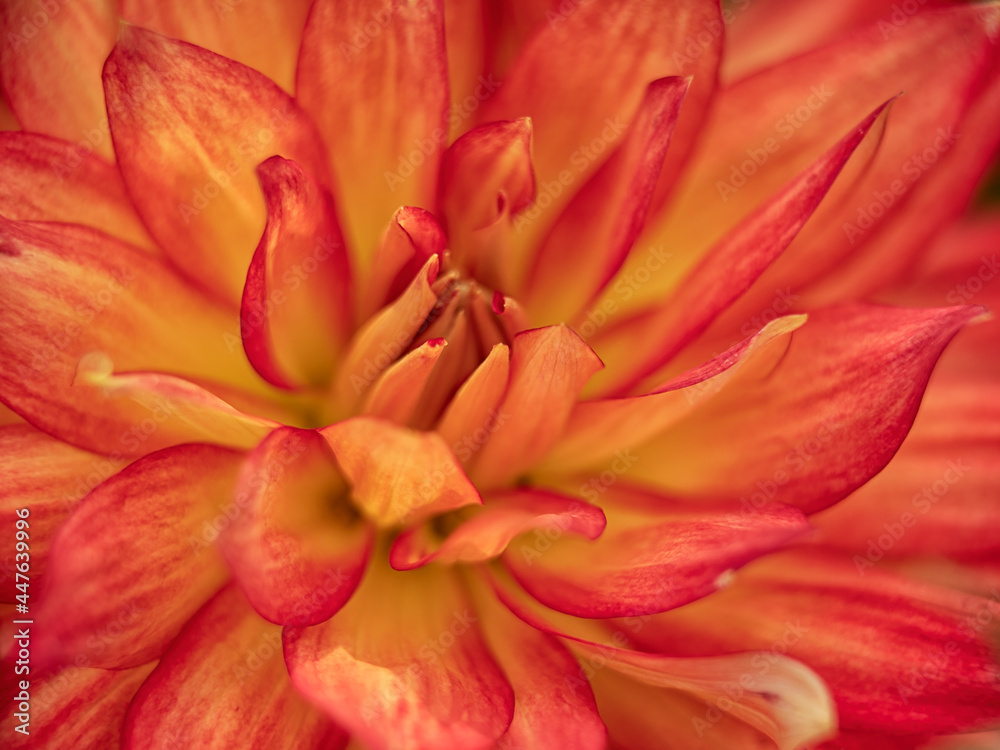  Closeup of flower of Dahlia 'Sunset'