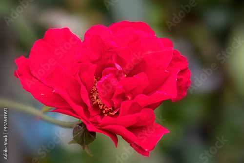 Flower of Rosa 'Raymond Chenault' in a garden in summer photo