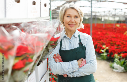 Confident middle-aged female standing in her greenhouse on background with red plantation of Poinsettia pulcherrima