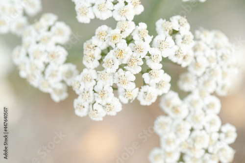 Light and light background of the flowering Achillea setacea.