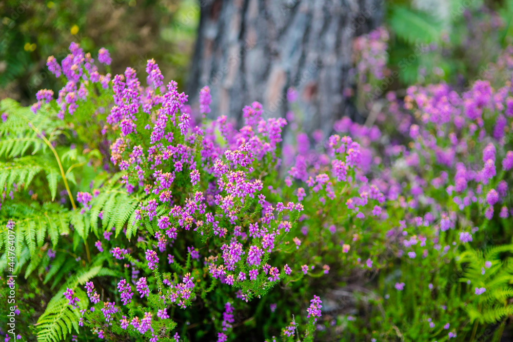 Obraz premium heather and ferns of the forests in the south west of France