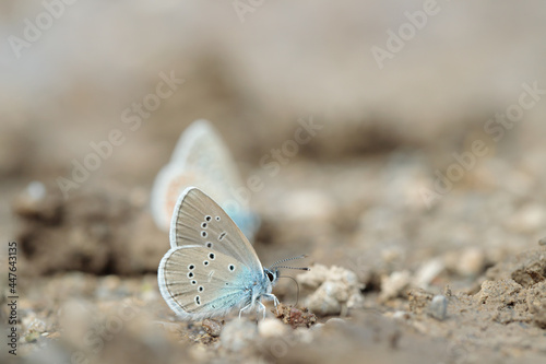 Mazarine blue butterfly (Cyaniris semiargus) takes up minerals from wet loam. Common blue butterfly (Polyommatus icarus) blurred in the background.