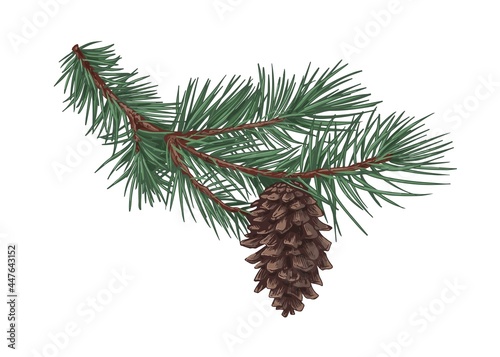 Fir tree branch with green needles and cone. Evergreen prickly spruce twig. Realistic coniferous sprig in vintage style. Hand-drawn vector illustration of conifer isolated on white background