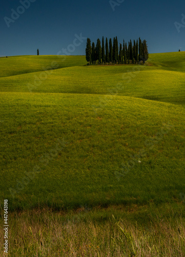 Cypresses on tuscan hills, Italy