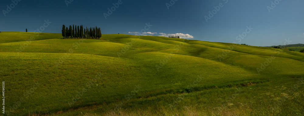 Naklejka premium Cypresses on tuscan hills, Italy