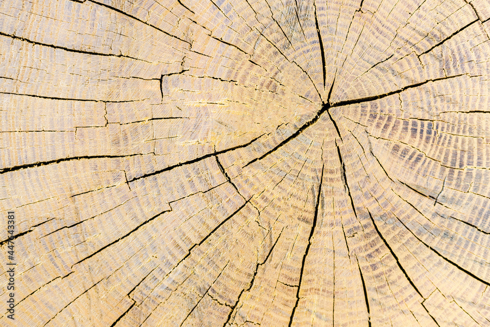 Fototapeta premium texture background, wood texture, cutaway wood, log cabin