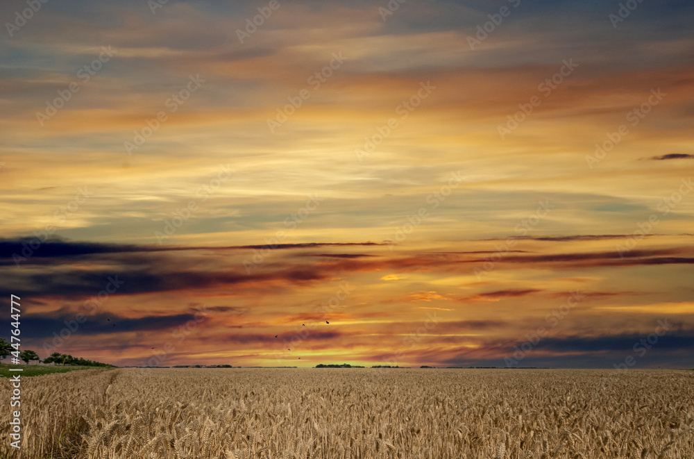 Φωτογραφία Grain landscape, Flevoland Province, The Netherlands