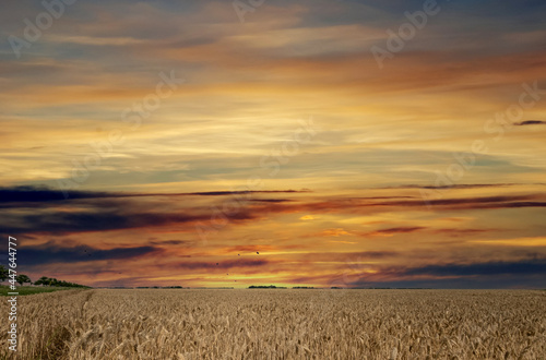 Grain landscape, Flevoland Province, The Netherlands