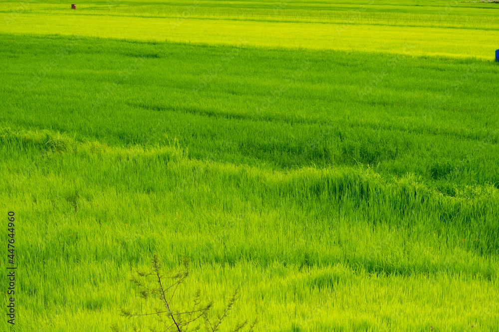 beautiful green rice fields rice cultivation in Thailand beautiful green rice fields rice cultivation in Thailand
