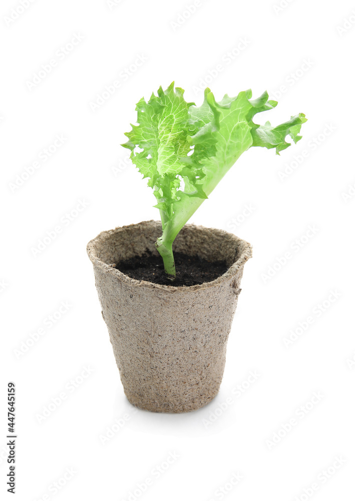 Lettuce seedling in peat pot on white background