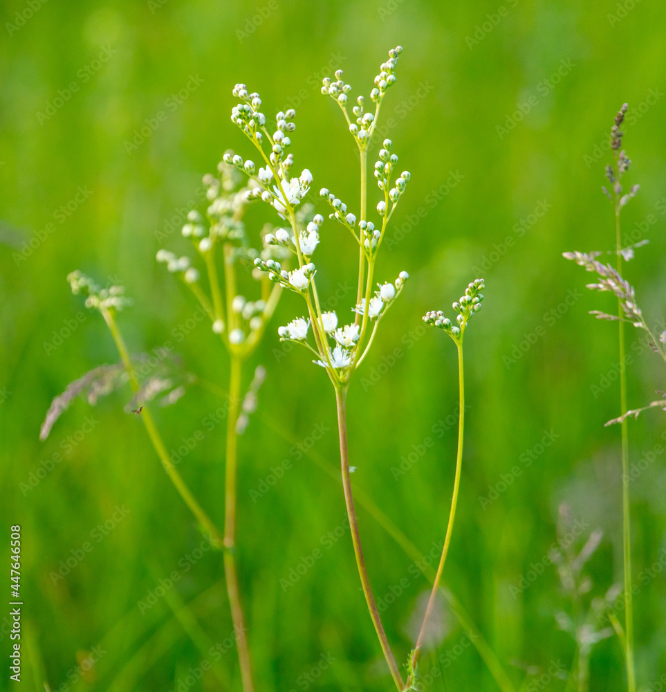 White flowers in green grass in summer. White flowers in green grass in summer.