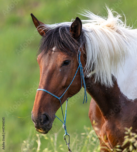 Fototapeta Naklejka Na Ścianę i Meble -  Horse portrait in summer pasture.