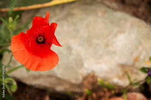natural background of red flowers of the poppy plant