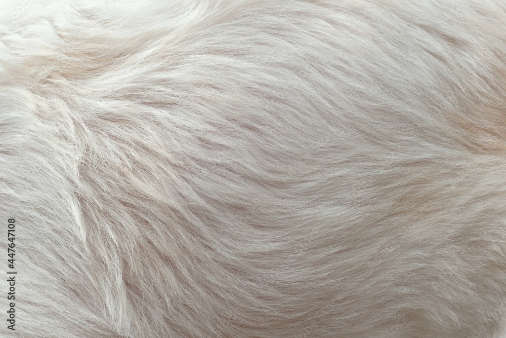 close up of a fur close up of a fur