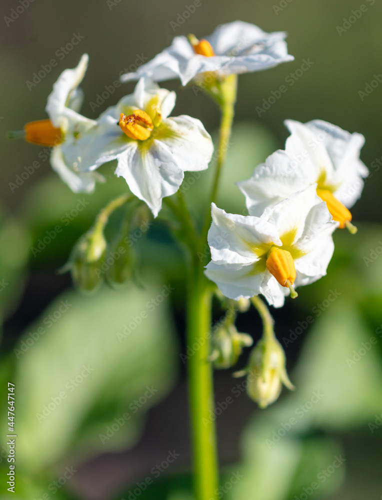 White flowers on potatoes in vegetable garden. White flowers on potatoes in vegetable garden.