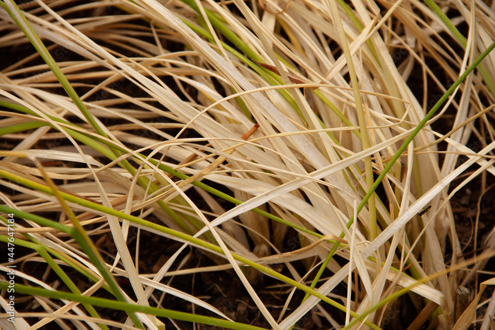 natural background of thin wild grass similar to hair natural background of thin wild grass similar to hair