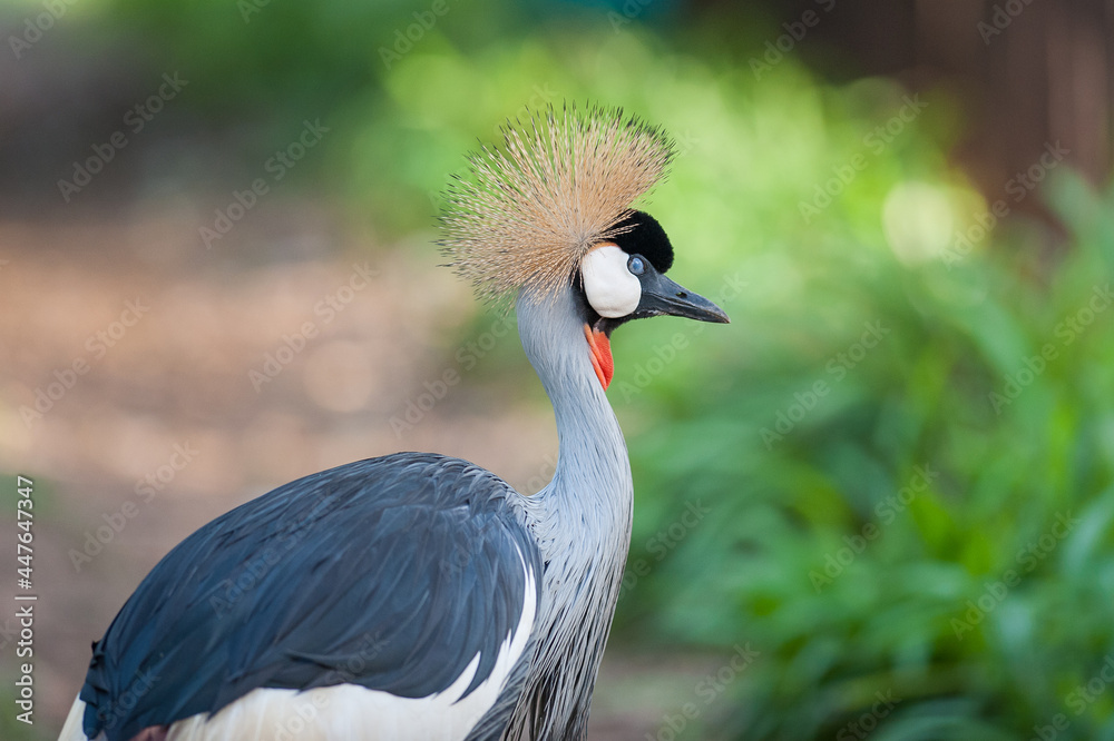 Fototapeta premium Crowned Crane with Nictitating Membrane