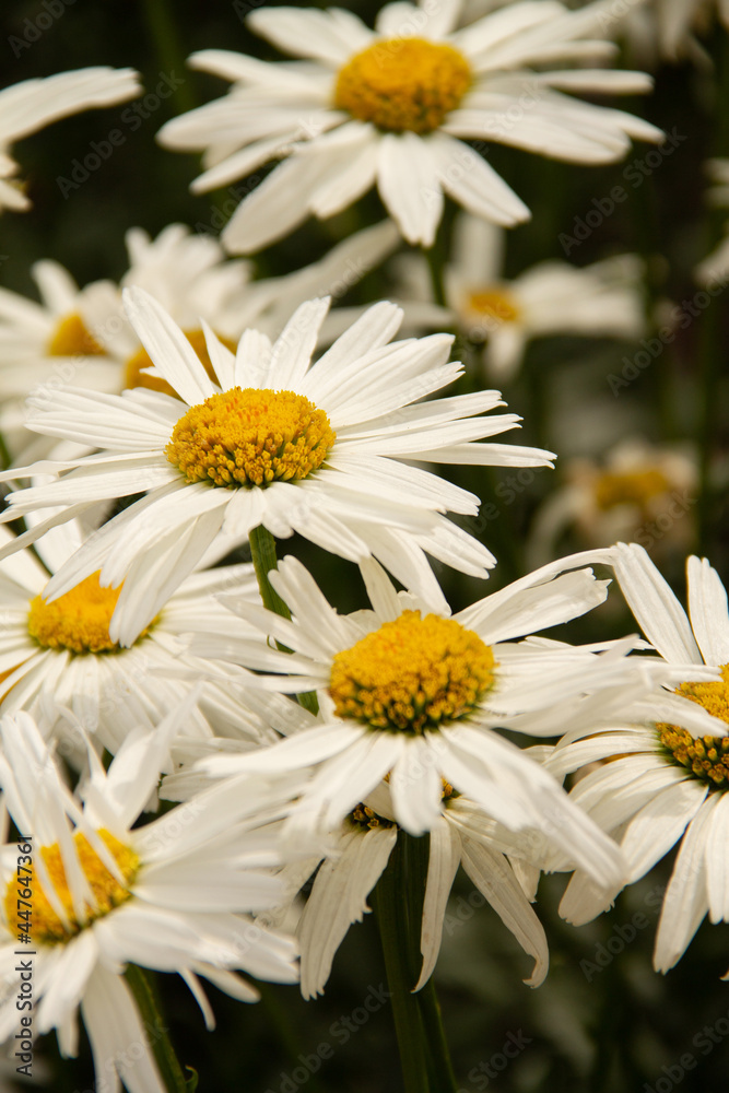 Obraz premium daisies in a garden