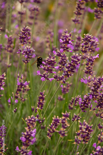 natural background an adult bumblebee pollinates a garden flower
