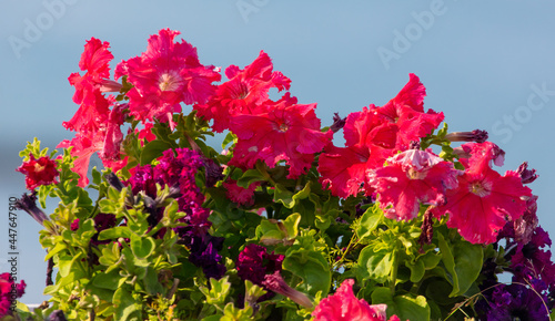 Beautiful red flowers in nature.