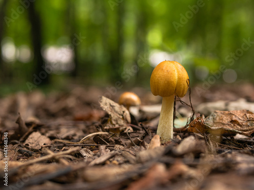 Forest landscape - mushroom Bolbitius titubans close up photo