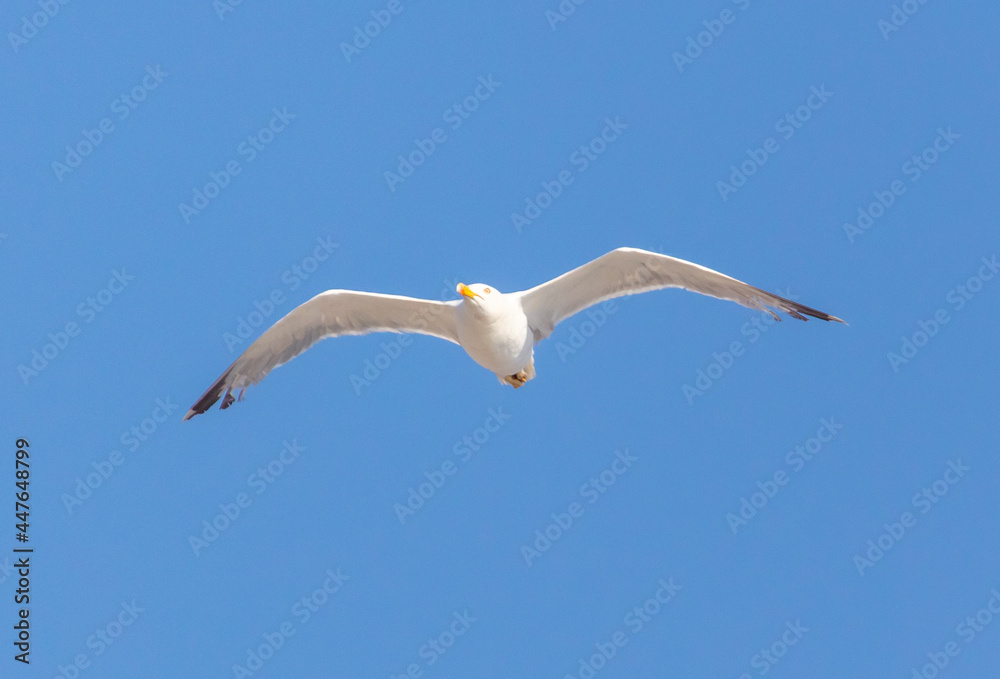 Seagull bird in flight against the sky. Seagull bird in flight against the sky.