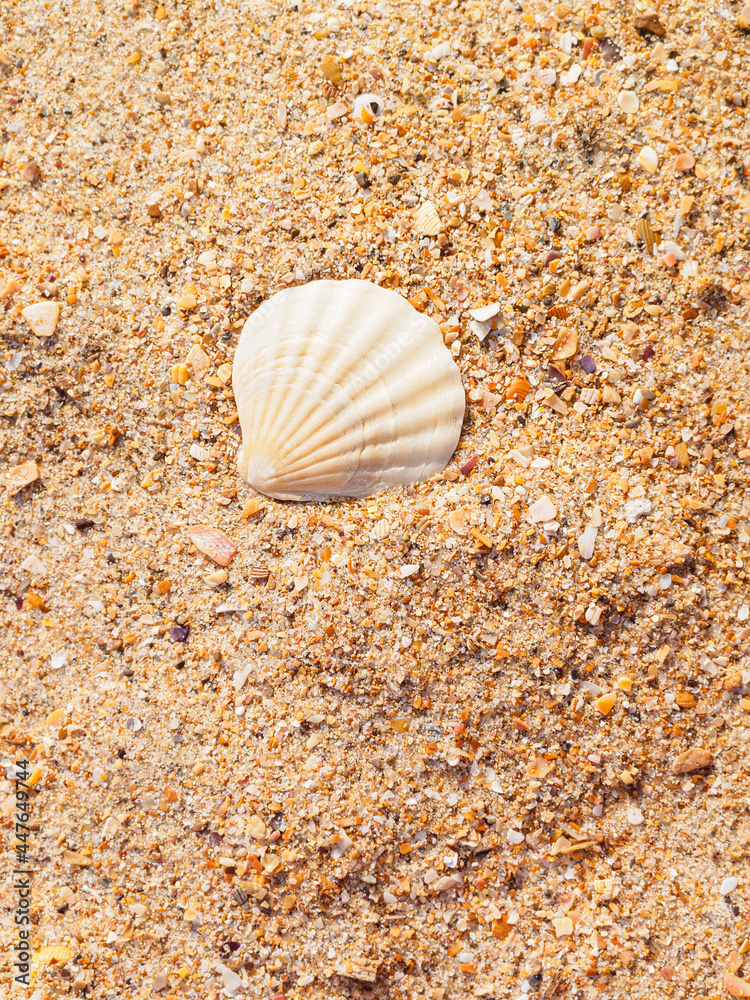 beautiful beige shell on golden sand on the beach close-up beautiful beige shell on golden sand on the beach close-up