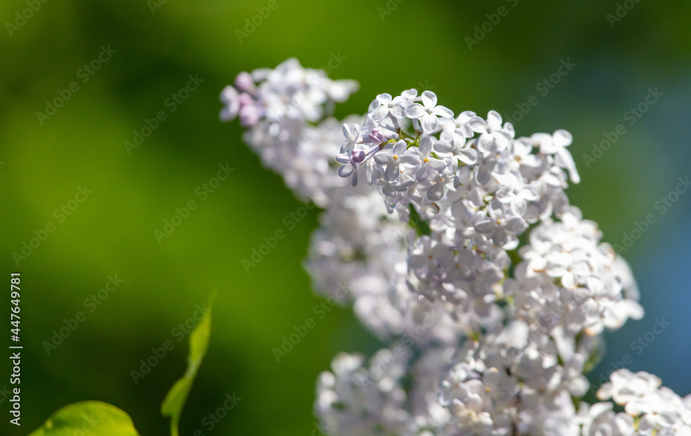 Beautiful lilac flowers in nature. Beautiful lilac flowers in nature.