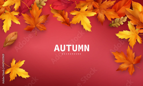 Autumn sale falling leaves background nature
