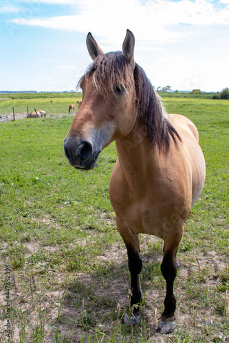 Cheval Henson ou cheval de la baie de Somme dans la prairie, Le Marquenterre, Hauts-de-France	
