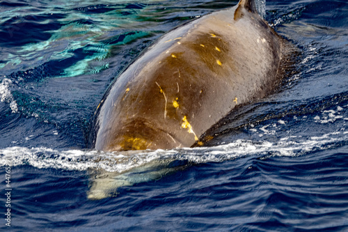 Rare Cuvier Goose Beaked whale dolphin Ziphius cavirostris photo