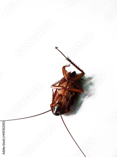 cockroach. close-up cockroach isolated on white background © Bagus