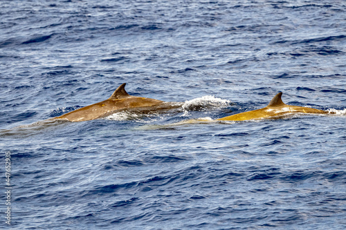 Rare Cuvier Goose Beaked whale dolphin Ziphius cavirostris photo