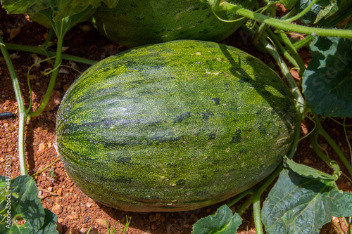 Melones de piel de sapo madurando en el huerto en verano photo