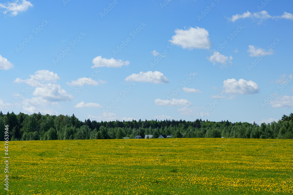 Summer green meadows with dandelions