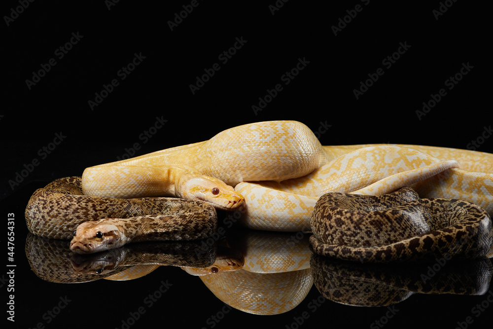 two snake on a black background. Carpet python. Animal in the studio two snake on a black background. Carpet python. Animal in the studio