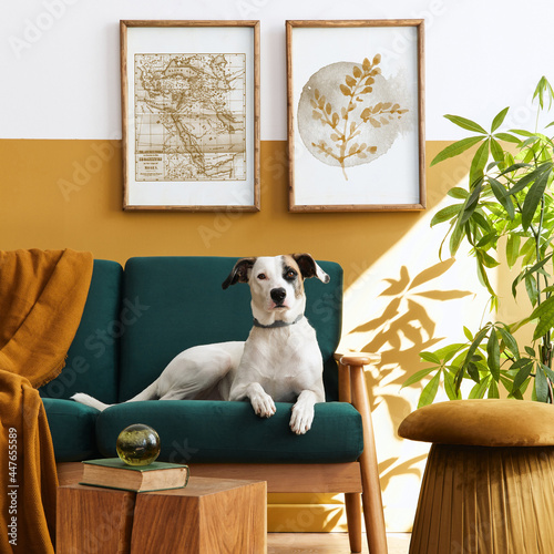 Stylish interior of living room with design furniture, gold pouf, plant, mock up poster frames, carpet, accessoreis and beautiful dog lying on the sofa in cozy home decor. Template.