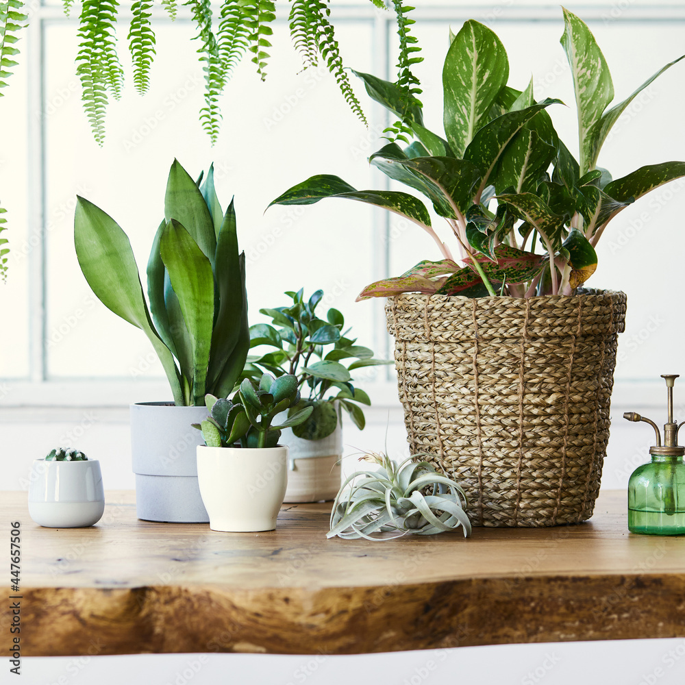 Modern composition of home garden filled a lot of beautiful plants, cacti, succulents, air plant in different design pots. Stylish botany interior. . Home gardening concept. Template. Modern composition of home garden filled a lot of beautiful plants, cacti, succulents, air plant in different design pots. Stylish botany interior. . Home gardening concept. Template.