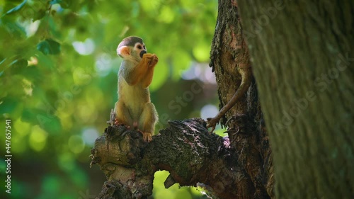 Baby common squirrel monkey looking for food on a tree photo