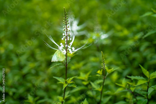 Green butterfly on white flower. summer nature background. © tienuskin
