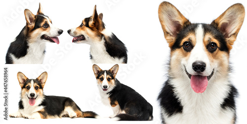 dog with tongue looking welsh corgi pembroke breed