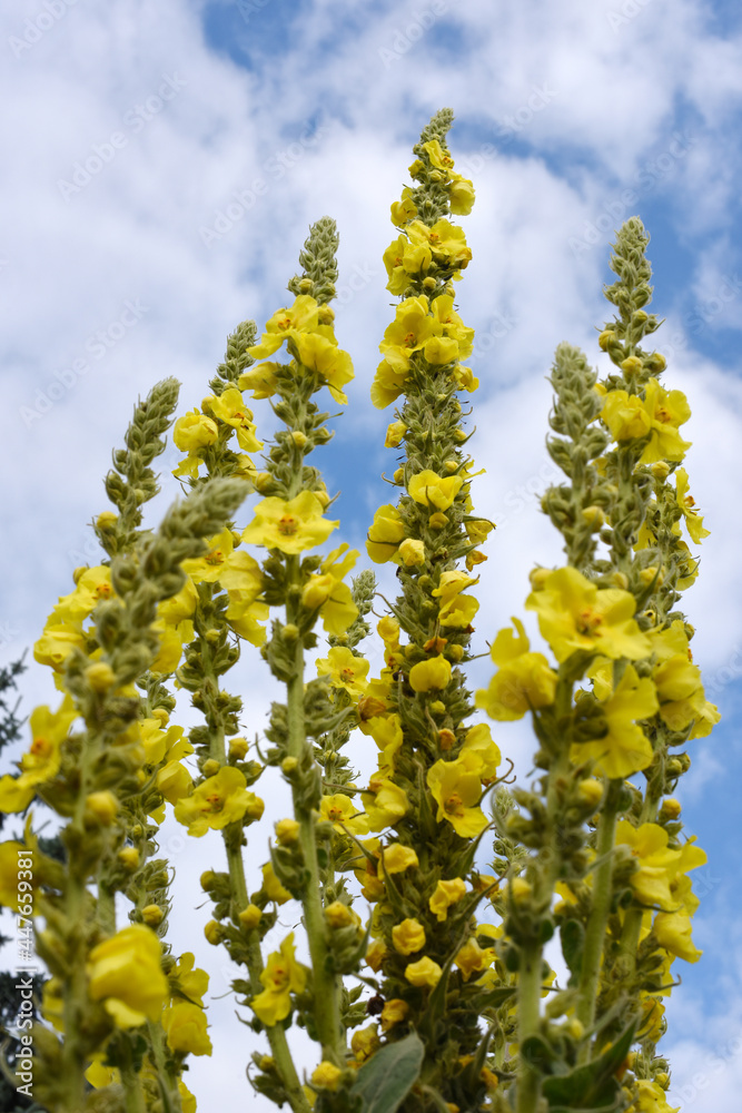 mullein near me