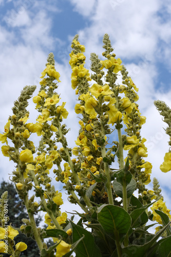 Mullein flowers background (Verbascum densiflorum)Inflorescence of yellow meadow mullein flowers in the sunlight of the day on a blurred background. Summer season.Czechia. Europe. Natural background. photo