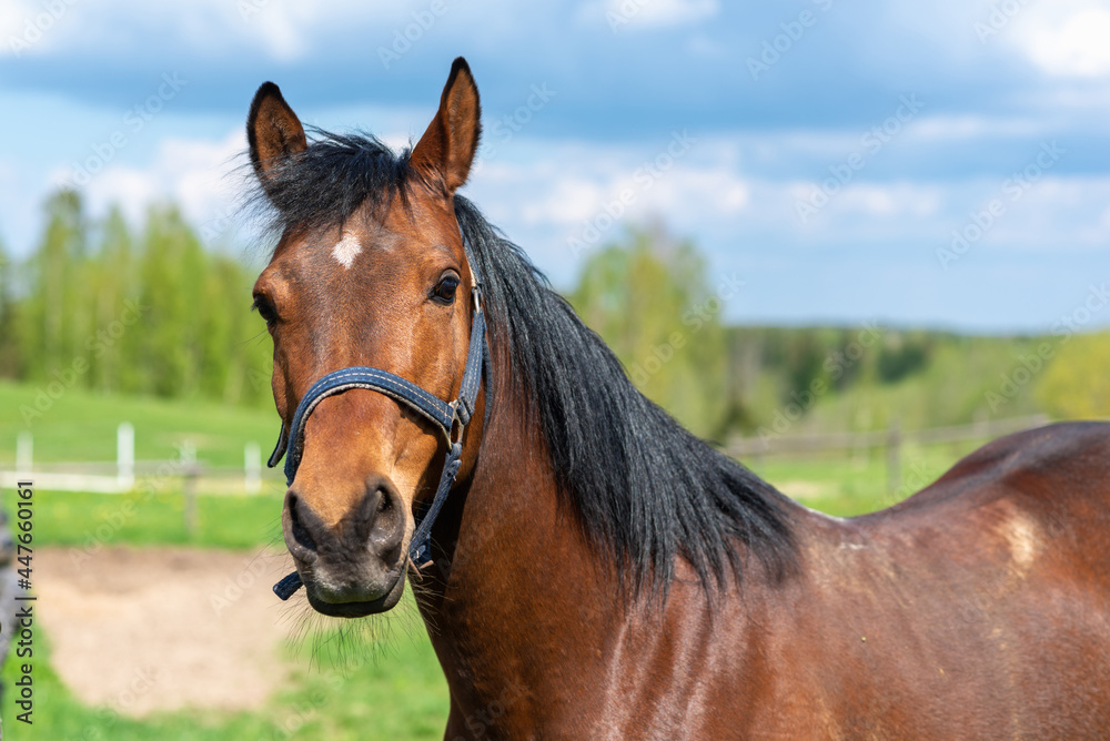 Fototapeta premium Portrait horse, brown closeup horse.Thoroughbred youngster posing on the green meadow summertime.Horse on summer nature.