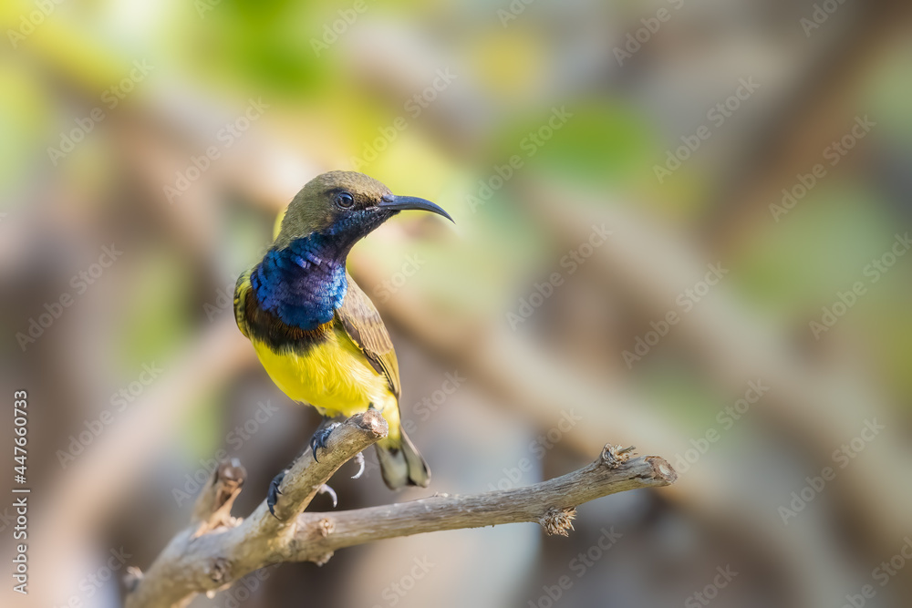 Bird in thailand. Olive-backed Sunbird perching on branch