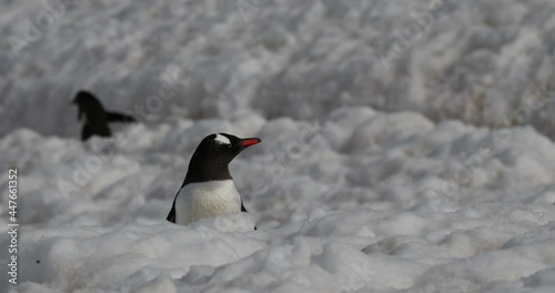 Gentoo penguins (Pygoscelis papua) in snow, Cuverville Island, Antarctica photo