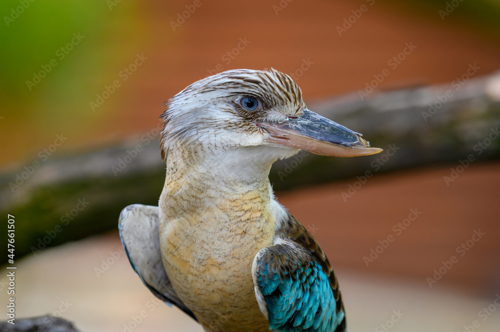 Naklejka premium Portrait of blue-winged kookaburra also known as Dacelo leachii