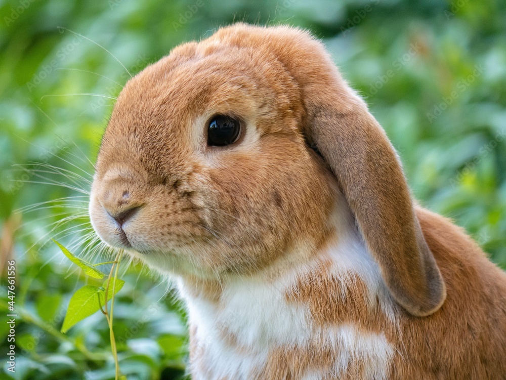 brown rabbit in the grass brown rabbit in the grass