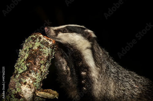 Close up of a wild, native badger at night, scientific name: Meles Meles, foraging on a Silver Birch tree stump for slugs and grubs.  Head resting on stump.  Facing left.  Horizontal.  Space for copy. photo