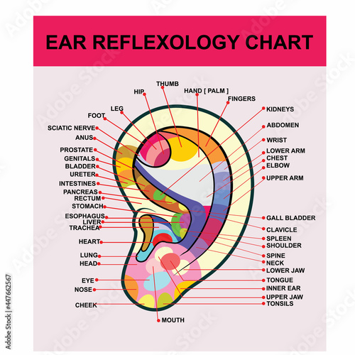 EAR REFLEXOLOGY CHART, poster vector